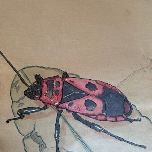 Tekening van een vuurwants (Pyrrhocoris apterus) gemaakt met oost indische Inkt, Markers, oliepastel en olieverf Afmetingen 29,5 cm x 42 cm